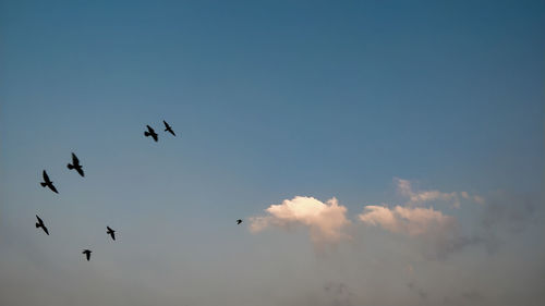 Low angle view of birds flying in sky