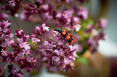 Close-up of insect on pink flower