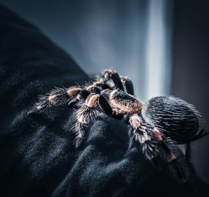 Close-up of spider