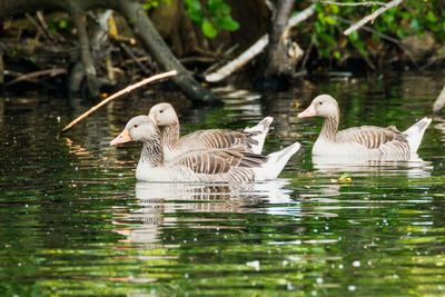 Geese swimming in lake