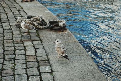 High angle view of seagull on footpath