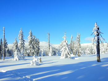 Snow covered plants against blue sky