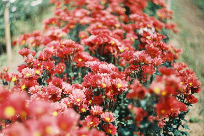 Close-up of red flowering plant