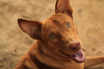 Close-up portrait of a dog