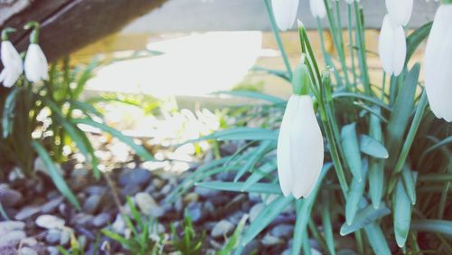 Close-up of white flowers