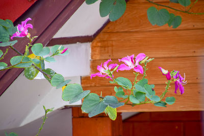 Close-up of potted plant