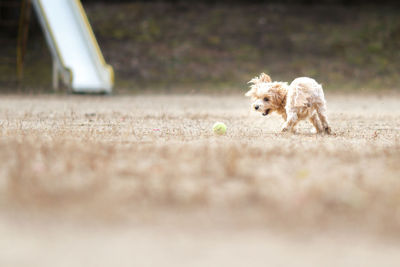 View of a dog running on the field