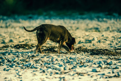 Dog running on field