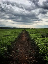 Scenic view of field against sky