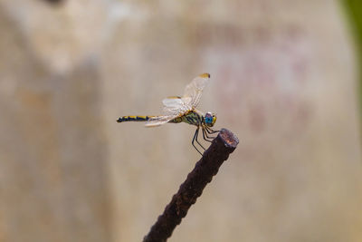 Close-up of dragonfly on leaf