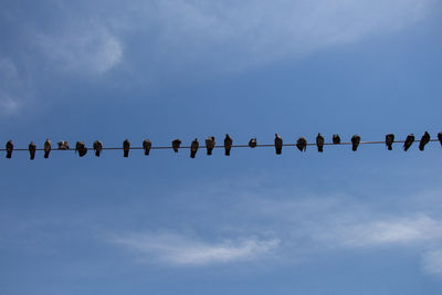 Low angle view of birds flying in sky