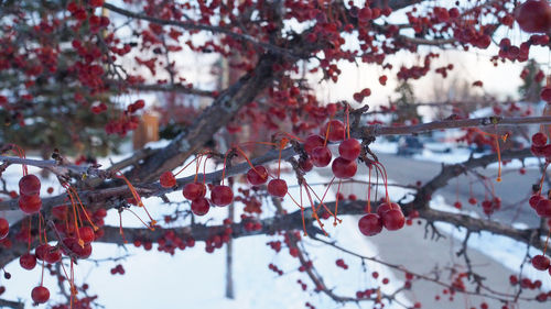 View of cherry tree during winter