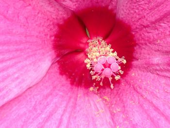 Extreme close up of pink flower