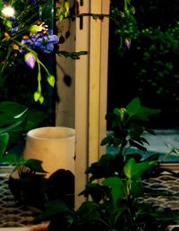 Close-up of flowers blooming outdoors