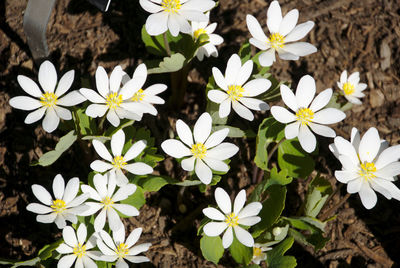 High angle view of white flowering plants on field