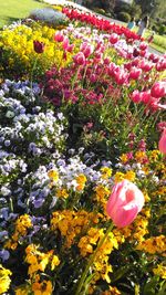 Close-up of fresh pink flowers blooming in garden