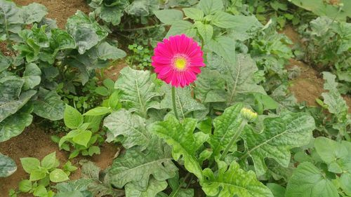 Close-up of pink flowers