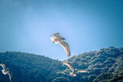 Seagull flying in the sky