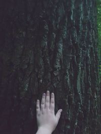 Close-up of hand on tree trunk