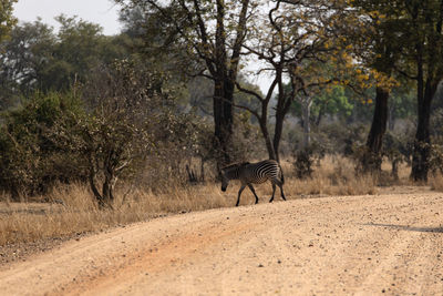 View of a zebra walking in the forest