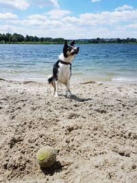 Dog in water