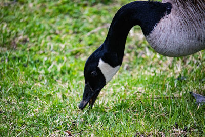 Side view of a bird on field