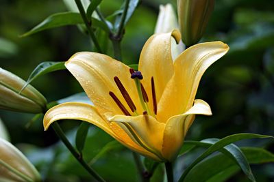 Close-up of yellow lily