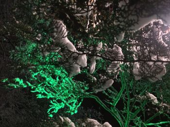 High angle view of mushrooms growing on field