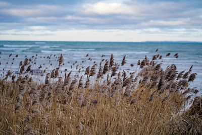 Plants growing on beach against sky