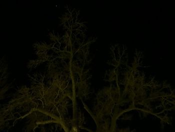 Trees in the dark