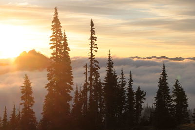 Trees against sky during sunset