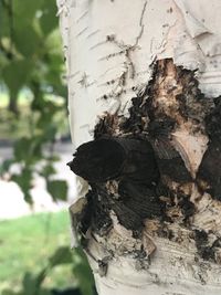 Close-up of tree trunk in forest