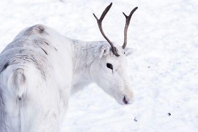 Close-up of white snow