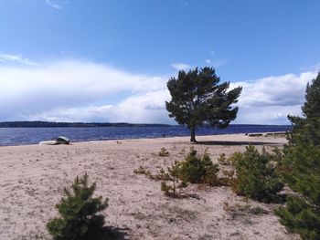 Trees on beach against sky