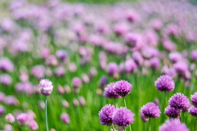 Close-up of fresh pink flowers blooming in field