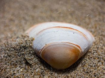 Close-up of snail on land