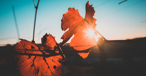 Close-up of autumn leaf against sky during sunset