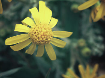 Close-up of yellow flower