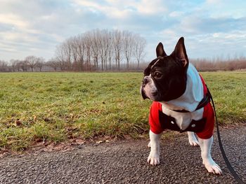 Dog looking away on field