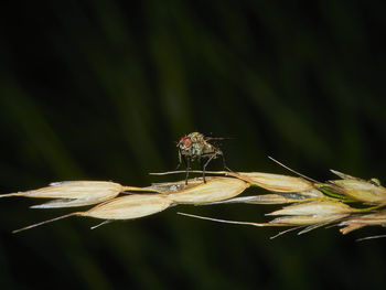 Close-up of insect on plant