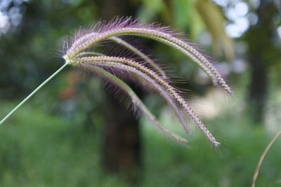 Close-up of plant