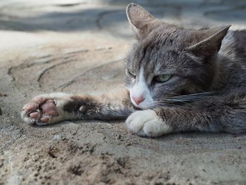 Close-up of cat sleeping