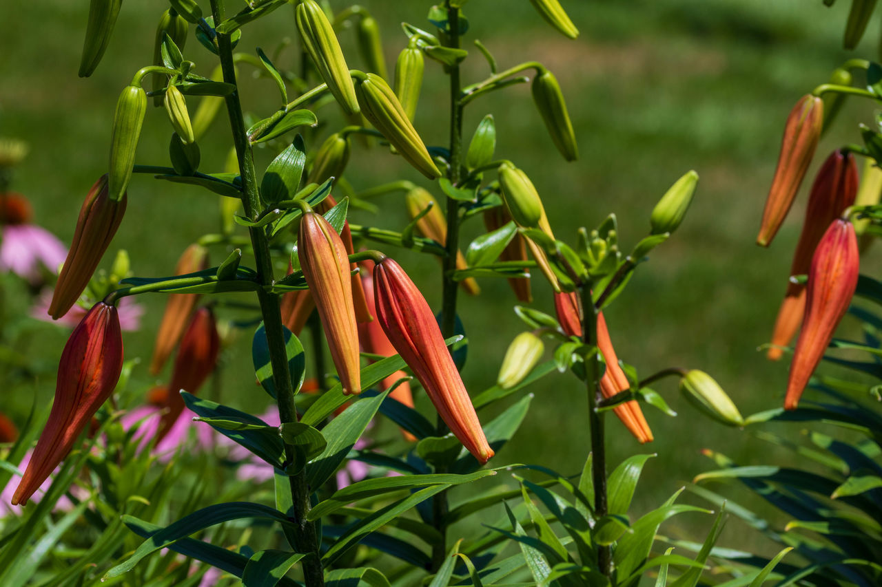 plant, flower, growth, nature, green, beauty in nature, flowering plant, leaf, plant part, no people, freshness, food, jungle, close-up, land, food and drink, outdoors, environment, vegetable, tropical climate, red, day