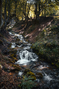 Stream flowing through rocks in forest