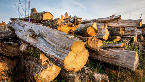 Stack of logs on field in forest