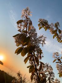 Low angle view of flowering tree against sky during sunset