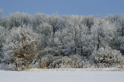 Snow covered bare trees