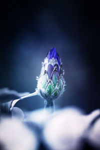 Close-up of blue flower on plant