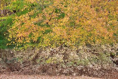 Plants growing on field