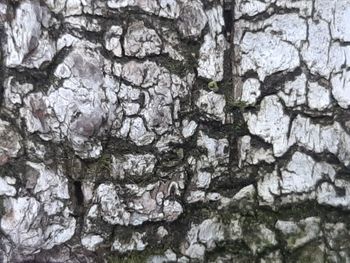 Full frame shot of tree trunk